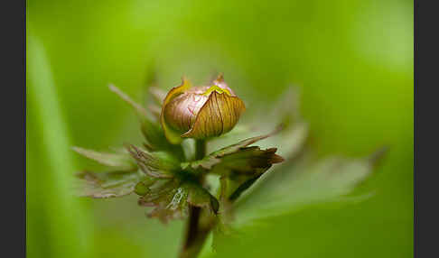 Asiatische Trollblume (Trollius asiaticus)