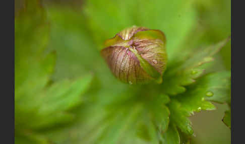 Asiatische Trollblume (Trollius asiaticus)