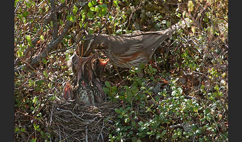 Rotdrossel (Turdus iliacus)