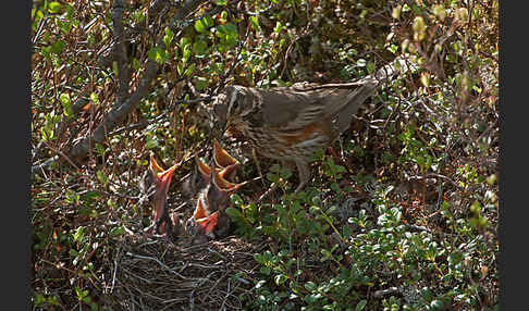 Rotdrossel (Turdus iliacus)