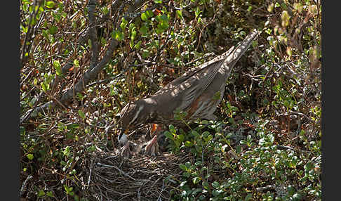 Rotdrossel (Turdus iliacus)