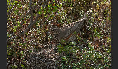 Rotdrossel (Turdus iliacus)