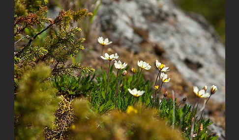 Silberwurz (Dryas octopetala)