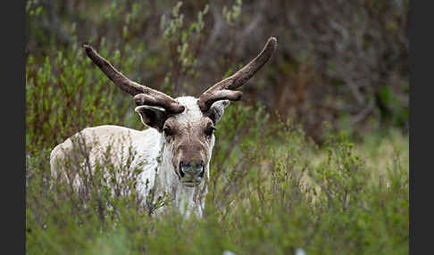 Rentier (Rangifer tarandus)