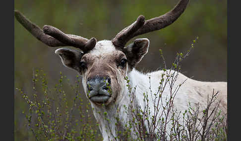 Rentier (Rangifer tarandus)