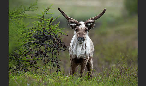 Rentier (Rangifer tarandus)