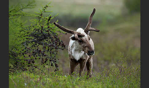 Rentier (Rangifer tarandus)