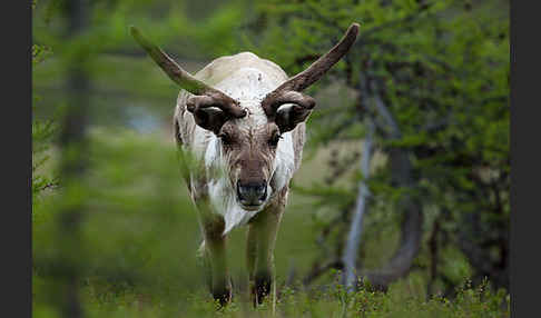 Rentier (Rangifer tarandus)