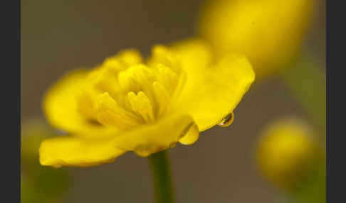 Sumpf-Dotterblume (Caltha palustris)