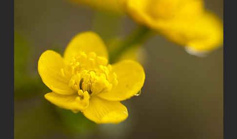 Sumpf-Dotterblume (Caltha palustris)