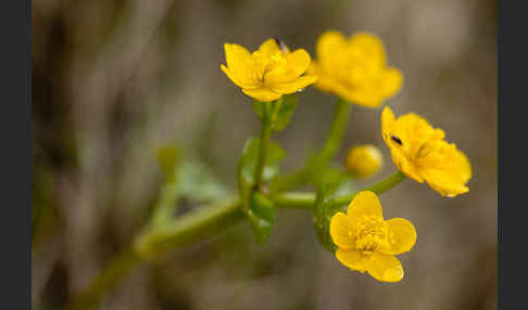 Sumpf-Dotterblume (Caltha palustris)