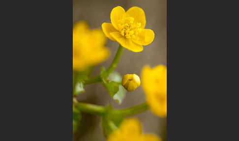 Sumpf-Dotterblume (Caltha palustris)