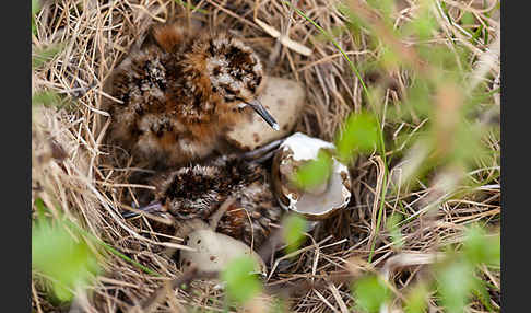 Spießbekassine (Gallinago stenura)