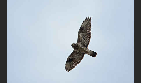 Rauhfußbussard (Buteo lagopus)