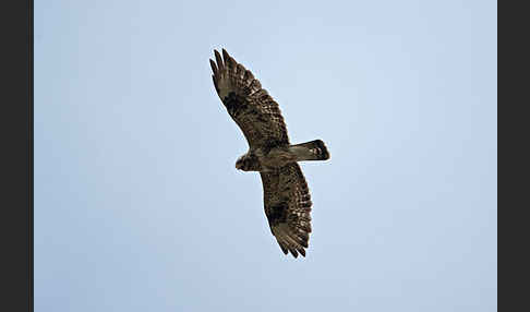 Rauhfußbussard (Buteo lagopus)