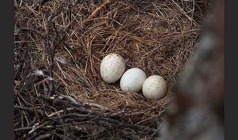 Rauhfußbussard (Buteo lagopus)