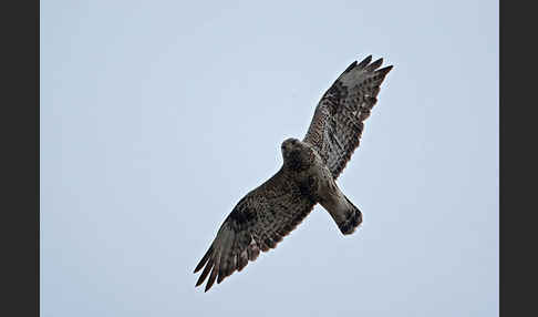 Rauhfußbussard (Buteo lagopus)