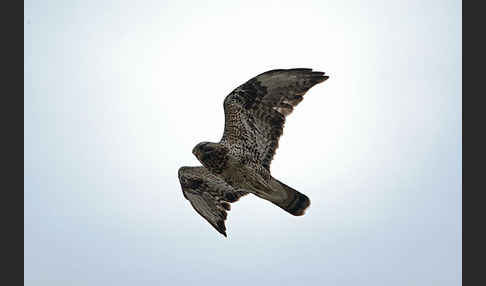 Rauhfußbussard (Buteo lagopus)