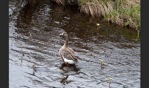 Zwerggans (Anser erythropus)