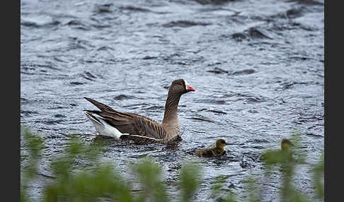 Zwerggans (Anser erythropus)