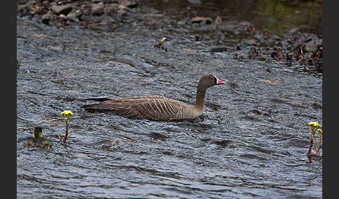 Zwerggans (Anser erythropus)