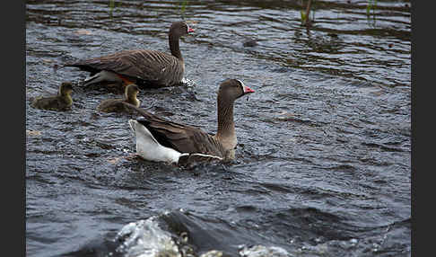 Zwerggans (Anser erythropus)