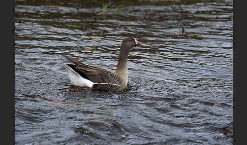 Zwerggans (Anser erythropus)