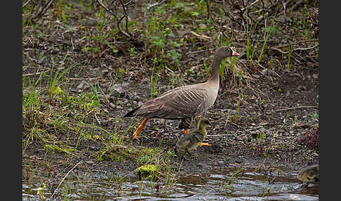 Zwerggans (Anser erythropus)