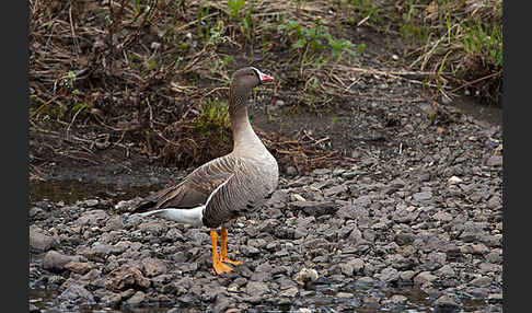 Zwerggans (Anser erythropus)