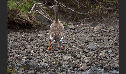 Zwerggans (Anser erythropus)