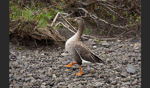 Zwerggans (Anser erythropus)