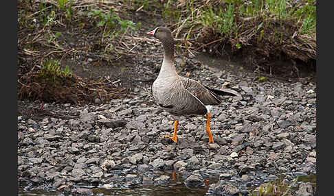 Zwerggans (Anser erythropus)