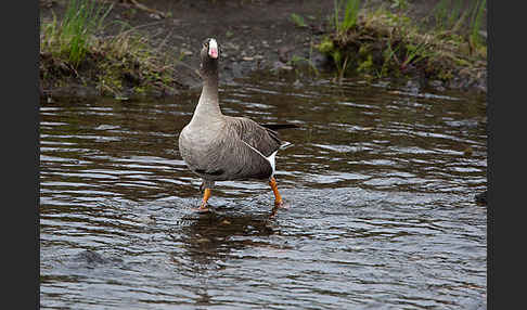 Zwerggans (Anser erythropus)