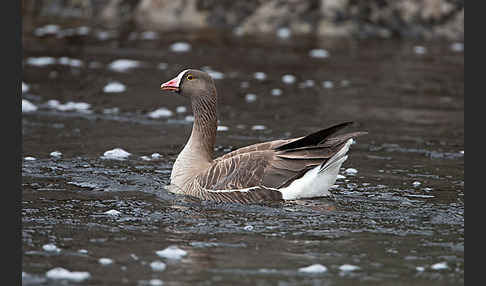 Zwerggans (Anser erythropus)