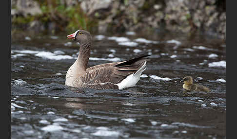 Zwerggans (Anser erythropus)