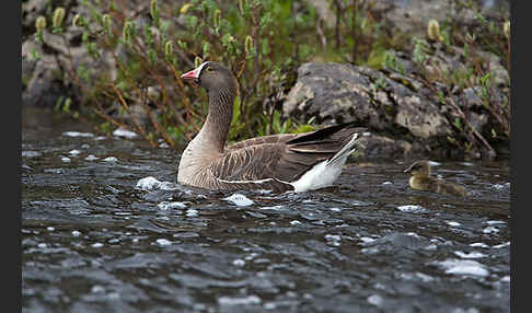 Zwerggans (Anser erythropus)