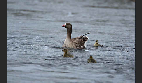 Zwerggans (Anser erythropus)