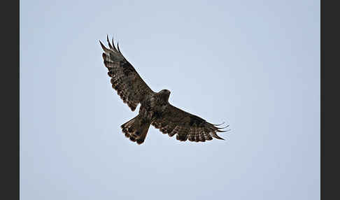 Rauhfußbussard (Buteo lagopus)