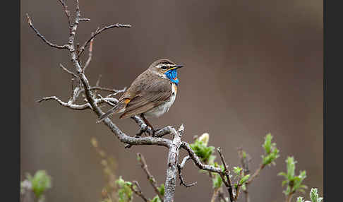 Rotsterniges Blaukehlchen (Luscinia svecica svecica)