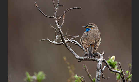 Rotsterniges Blaukehlchen (Luscinia svecica svecica)