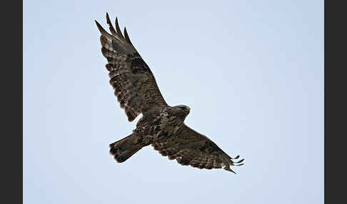 Rauhfußbussard (Buteo lagopus)