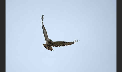 Rauhfußbussard (Buteo lagopus)