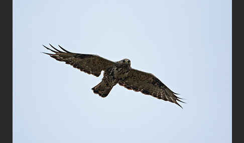 Rauhfußbussard (Buteo lagopus)