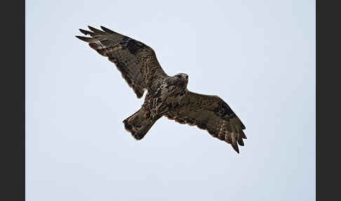 Rauhfußbussard (Buteo lagopus)