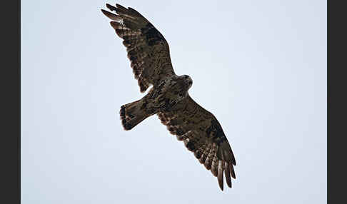 Rauhfußbussard (Buteo lagopus)