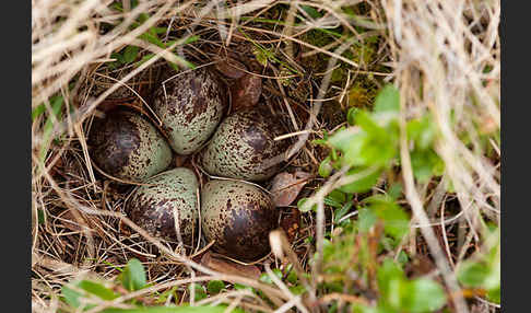 Bruchwasserläufer (Tringa glareola)