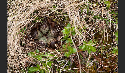 Bruchwasserläufer (Tringa glareola)