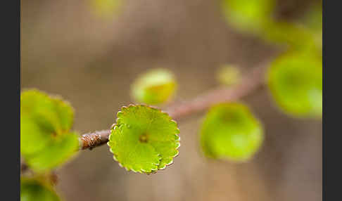 Zwerg-Birke (Betula nana)