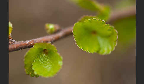 Zwerg-Birke (Betula nana)