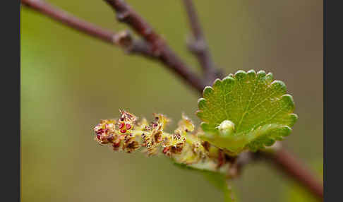 Zwerg-Birke (Betula nana)